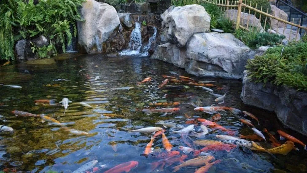 du an ho tram complex khu phuc hop can - Hồ Tràm Complex Hồ cá Koi