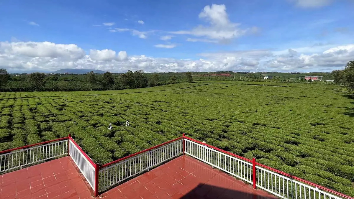 The Ocha Bảo Lộc 8 Tiện ích View đồi chè Dự án The Ocha Bảo Lộc