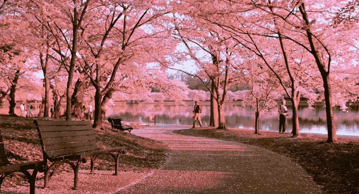 Kyoto Retreat Bảo Lộc 2 Một Nhật Bản tại Kyoto Retreat Bảo Lộc